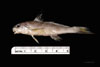 Juvenile Menticirrhus americanus, Southern kingfish, SEAMAP collections